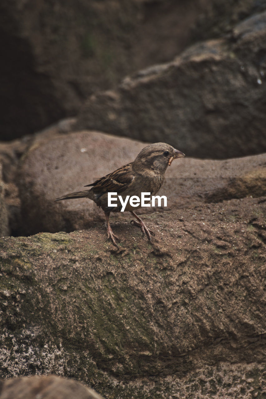 Vertical shot of a sparrow with worm in its beak in a zoo