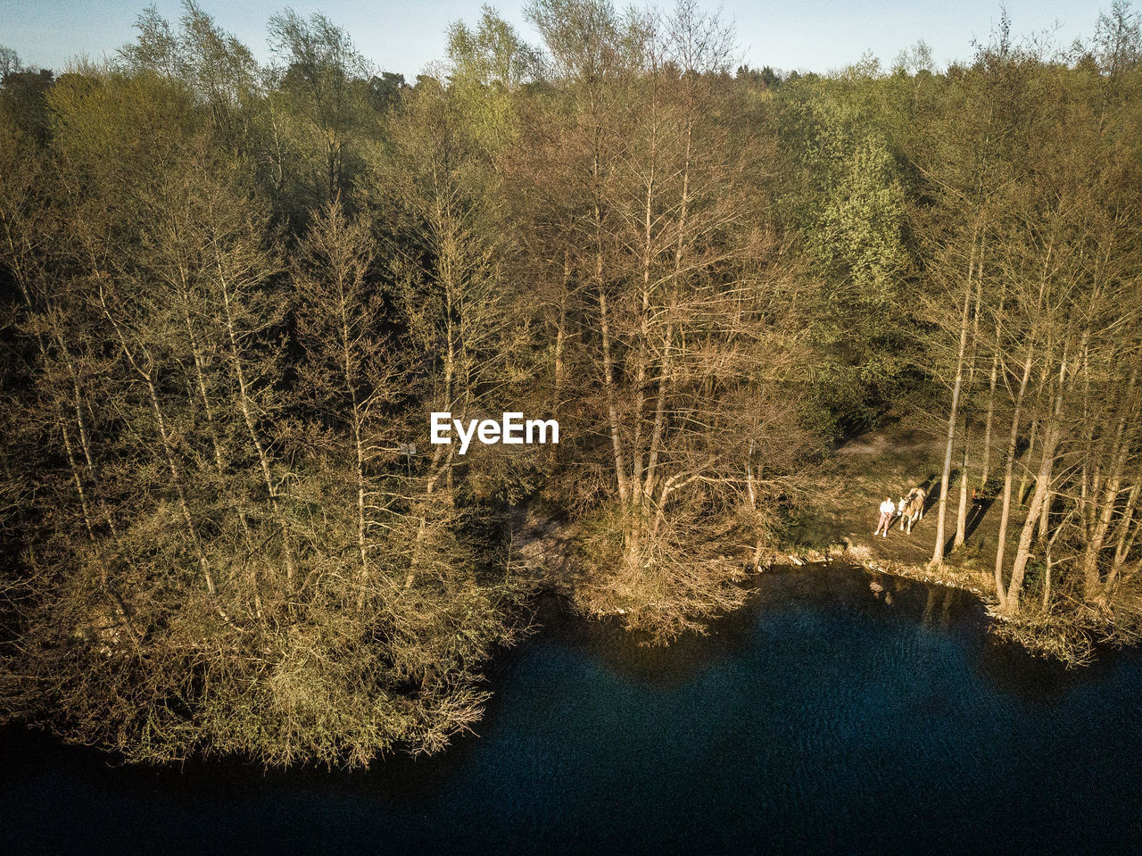 Scenic view of lake in forest against sky