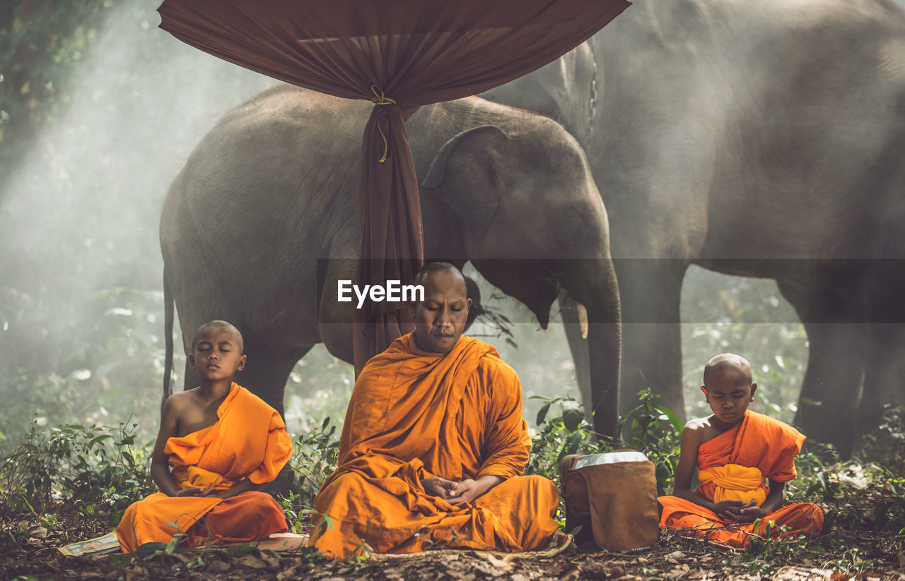 Monks meditating in forest sitting against elephants