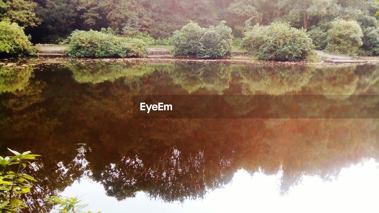 SCENIC VIEW OF LAKE BY TREES