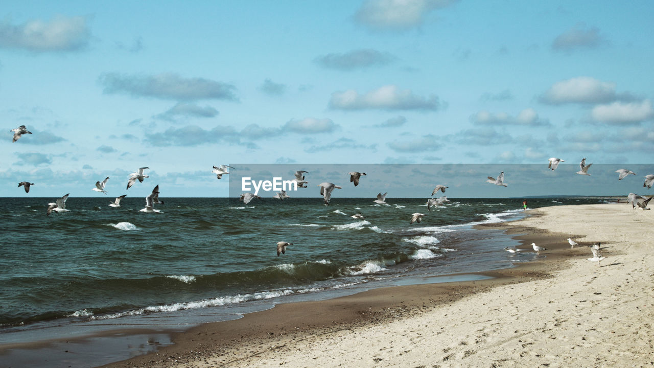 Seagulls on beach