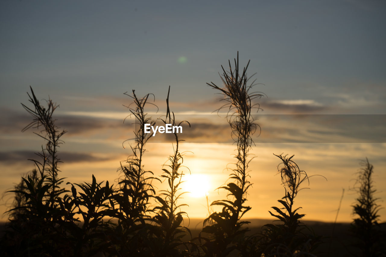 CLOSE-UP OF SILHOUETTE PLANTS AGAINST SUNSET