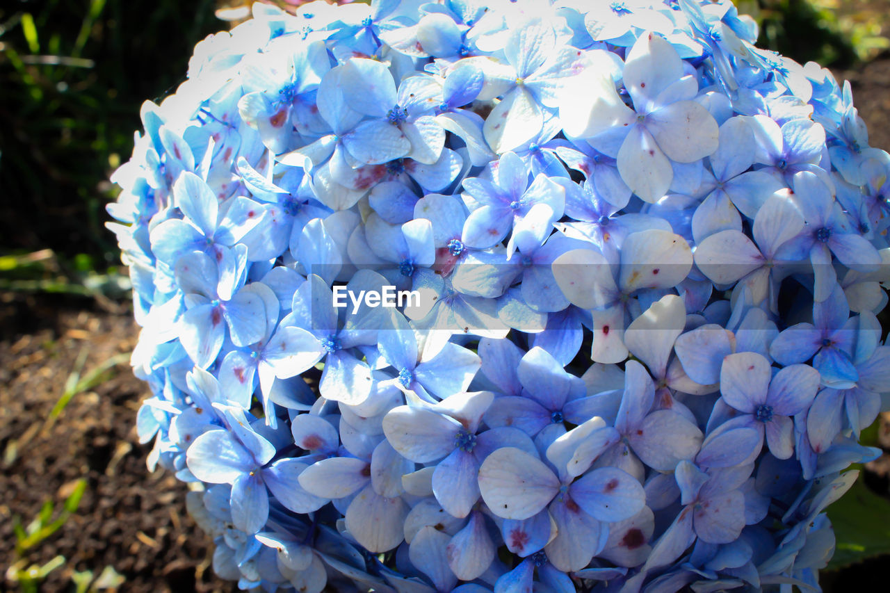 flower, blue, plant, close-up, flowering plant, nature, beauty in nature, petal, fragility, focus on foreground, hydrangea, growth, no people, day, inflorescence, freshness, outdoors, flower head, purple
