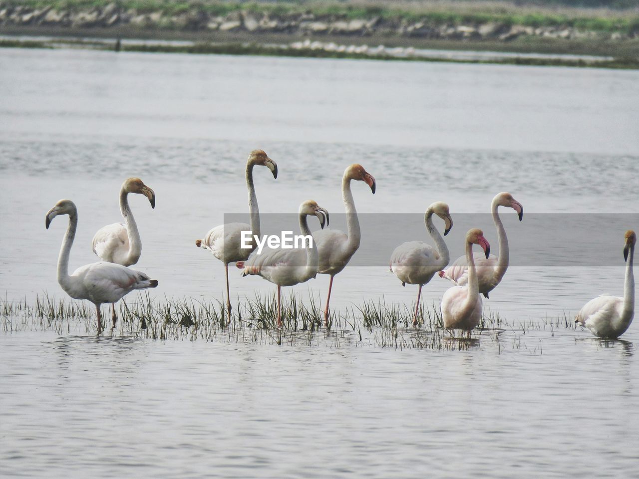 FLOCK OF BIRDS ON LAKE