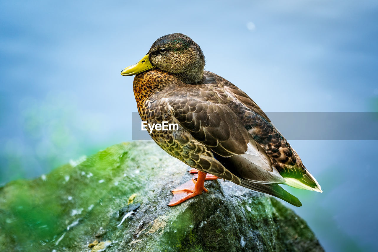 Duck on rock