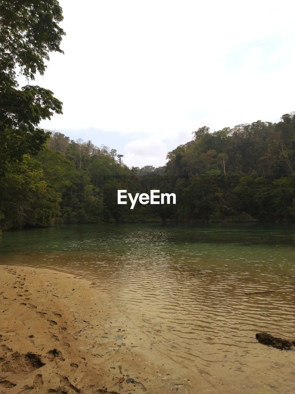 SCENIC VIEW OF LAKE AGAINST TREES IN FOREST