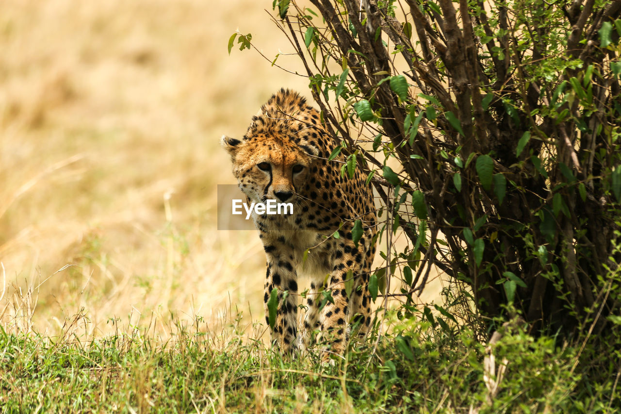 Close-up of a leopard