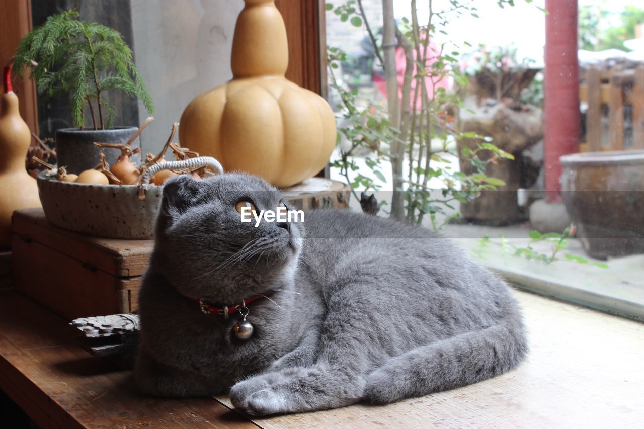 CLOSE-UP OF A CAT LYING ON THE WALL