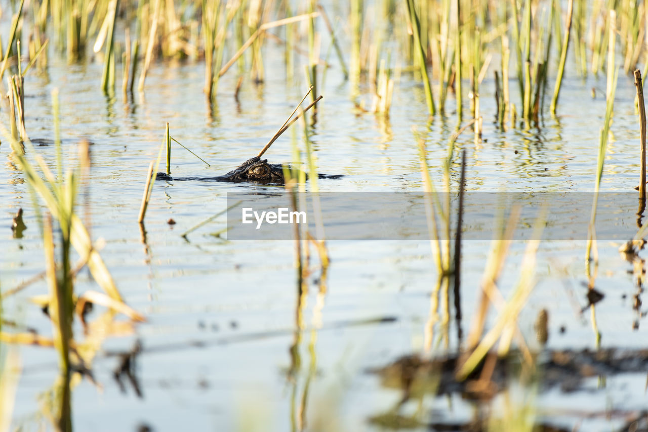 VIEW OF CRAB ON LAKE