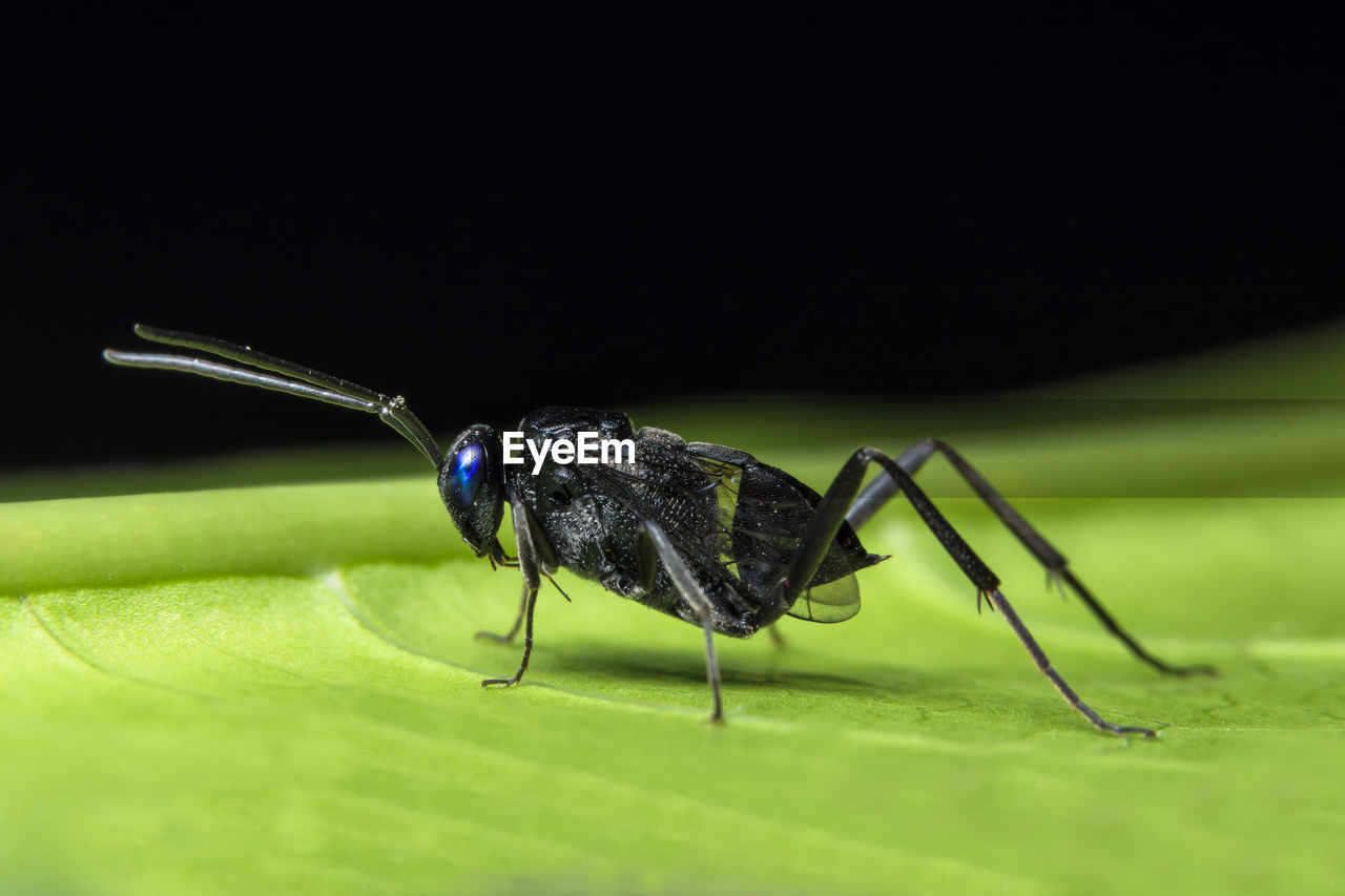 Close-up of wasp on leaf at night