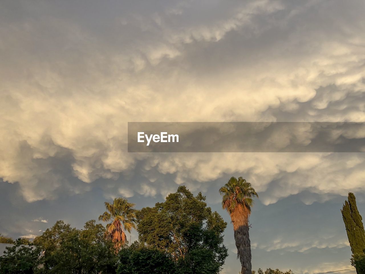 Low angle view of trees against sky