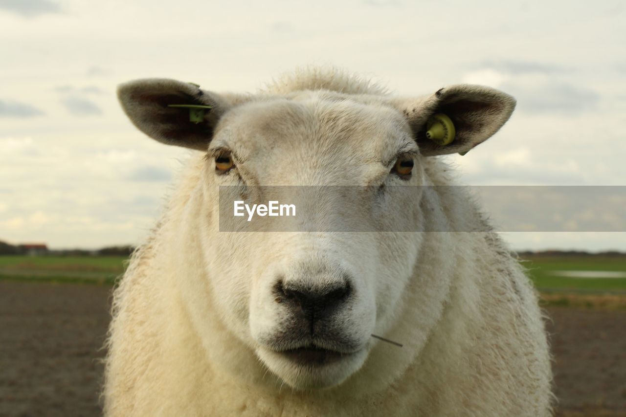 Close-up portrait of sheep on field