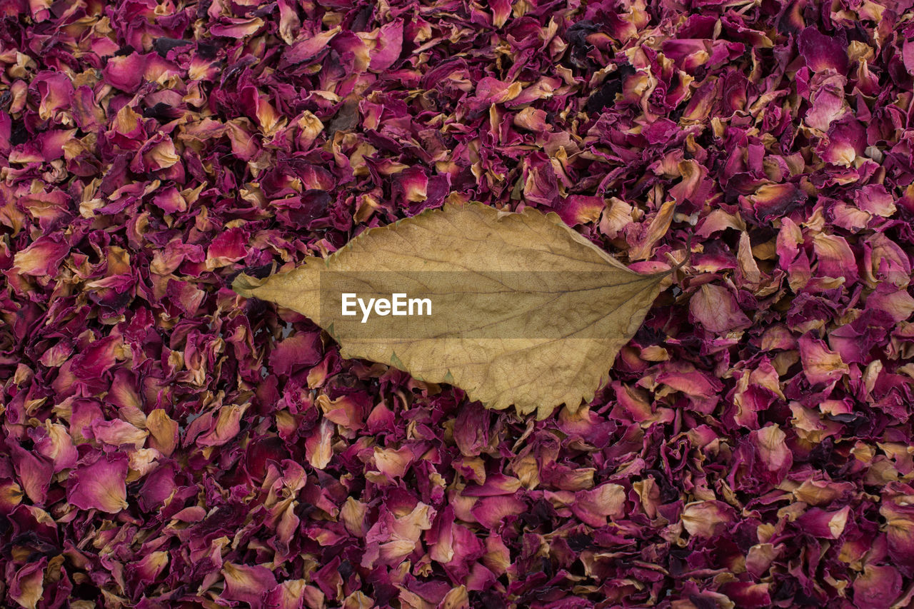 Close-up of dry leaf on rose petals