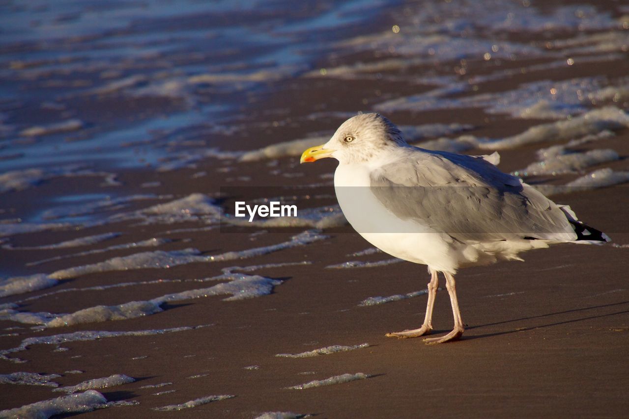 Close-up of seagull on seashore