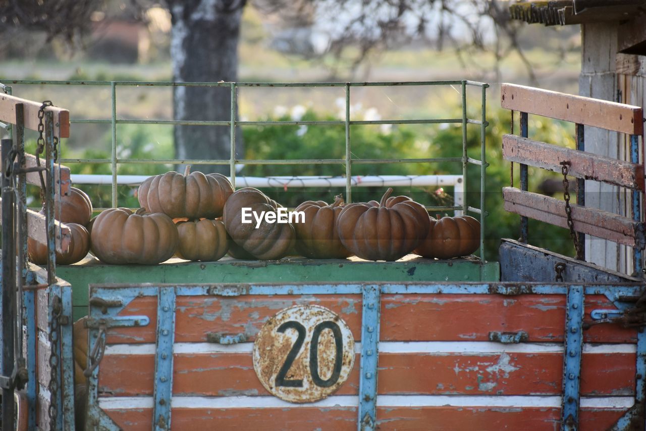 Close-up of pumpkins on metal fence