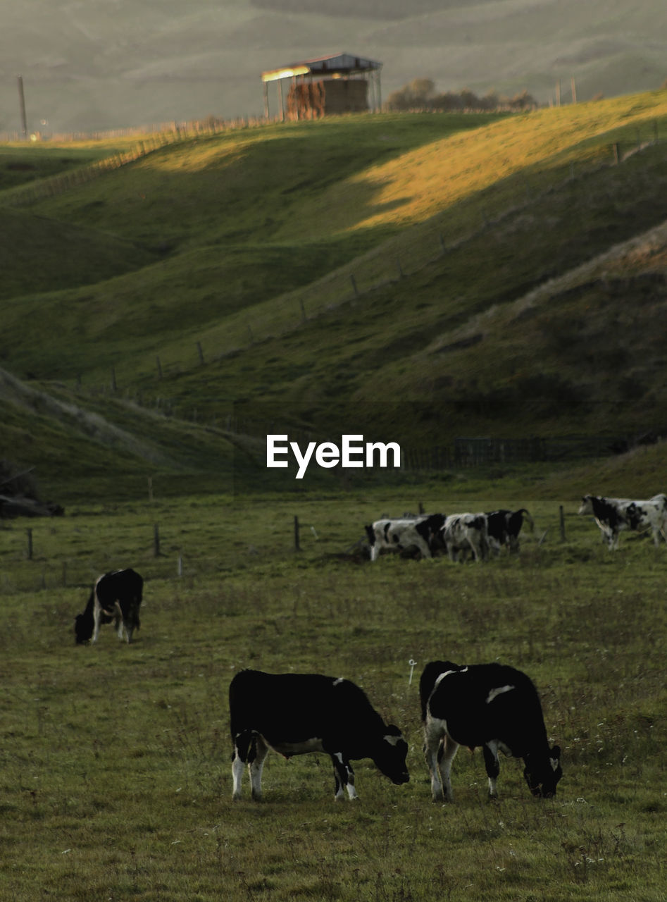 Cows grazing in a field