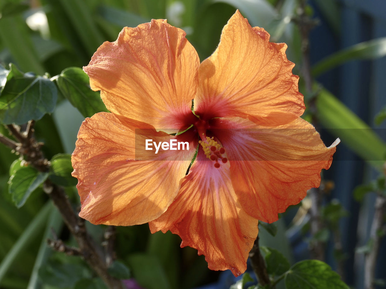 flower, flowering plant, plant, freshness, petal, beauty in nature, flower head, inflorescence, close-up, fragility, hibiscus, growth, pollen, nature, stamen, botany, no people, orange color, malvales, outdoors, macro photography, focus on foreground, springtime, yellow, blossom, day