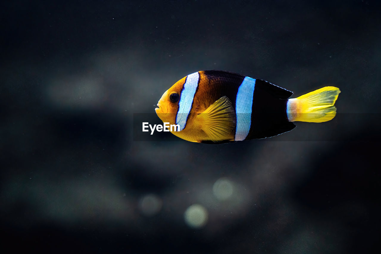 Sebae clownfish or amphiprion sebae in the sea, is an anemonefish found in the northern indian ocean