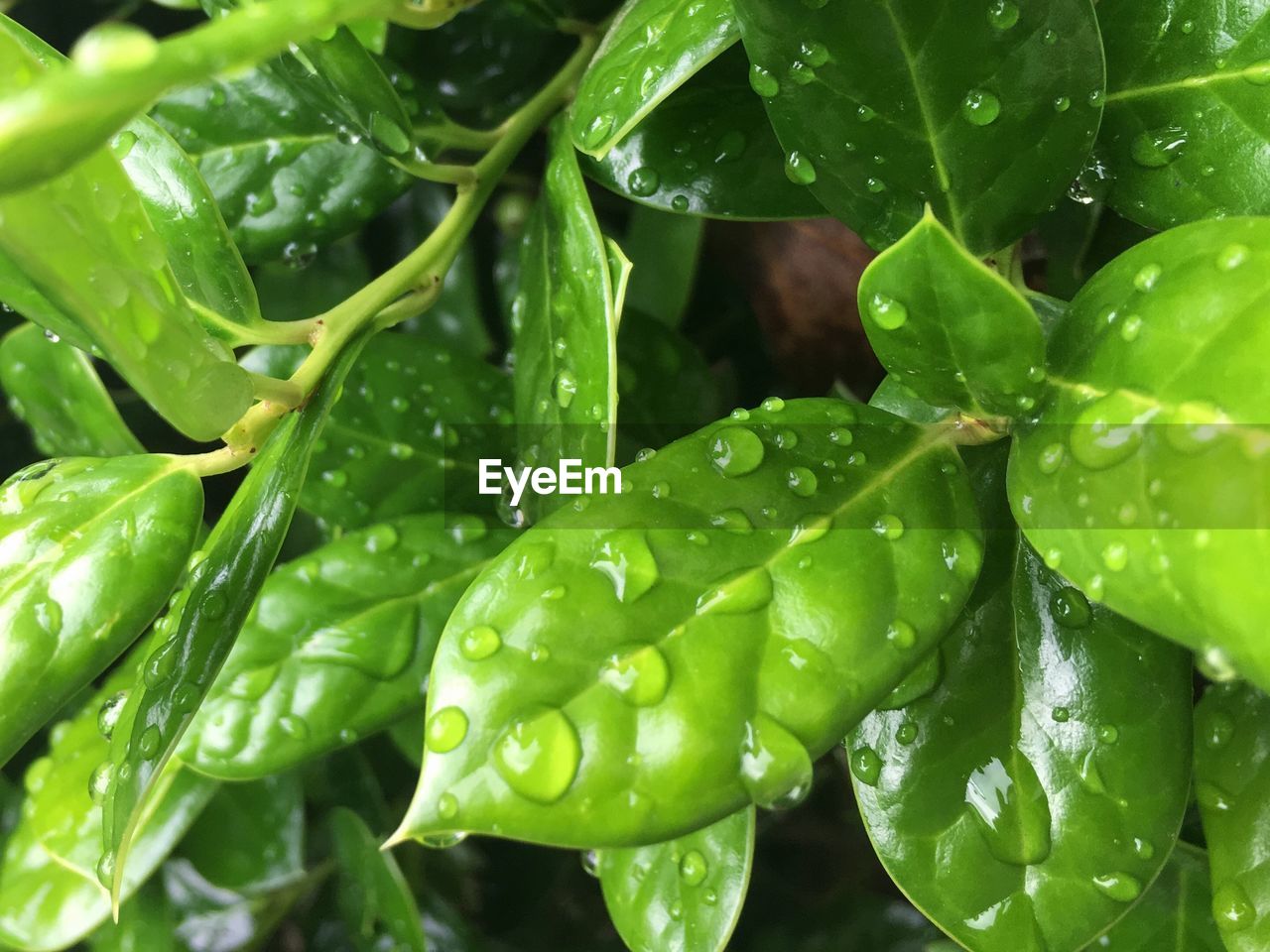 Close-up of water drops on leaf