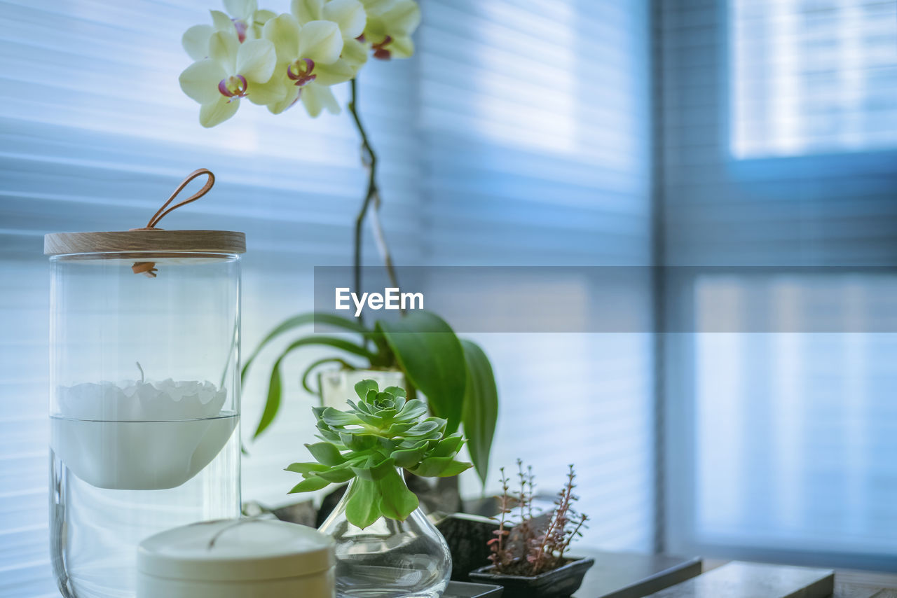 Close-up of flowers in vase by plants on table