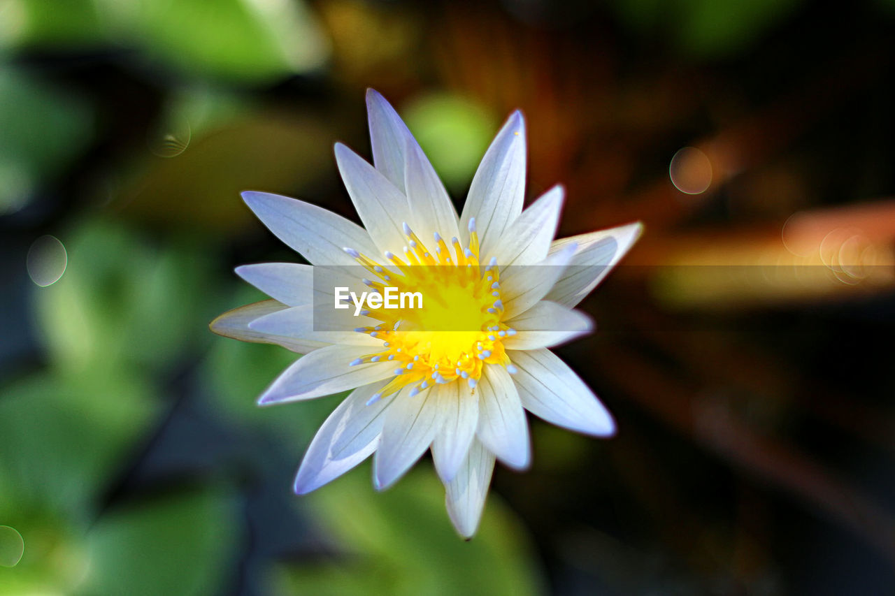 CLOSE-UP OF WHITE ROSE FLOWER