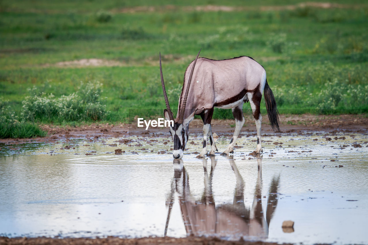 Oryx drinking water from lake