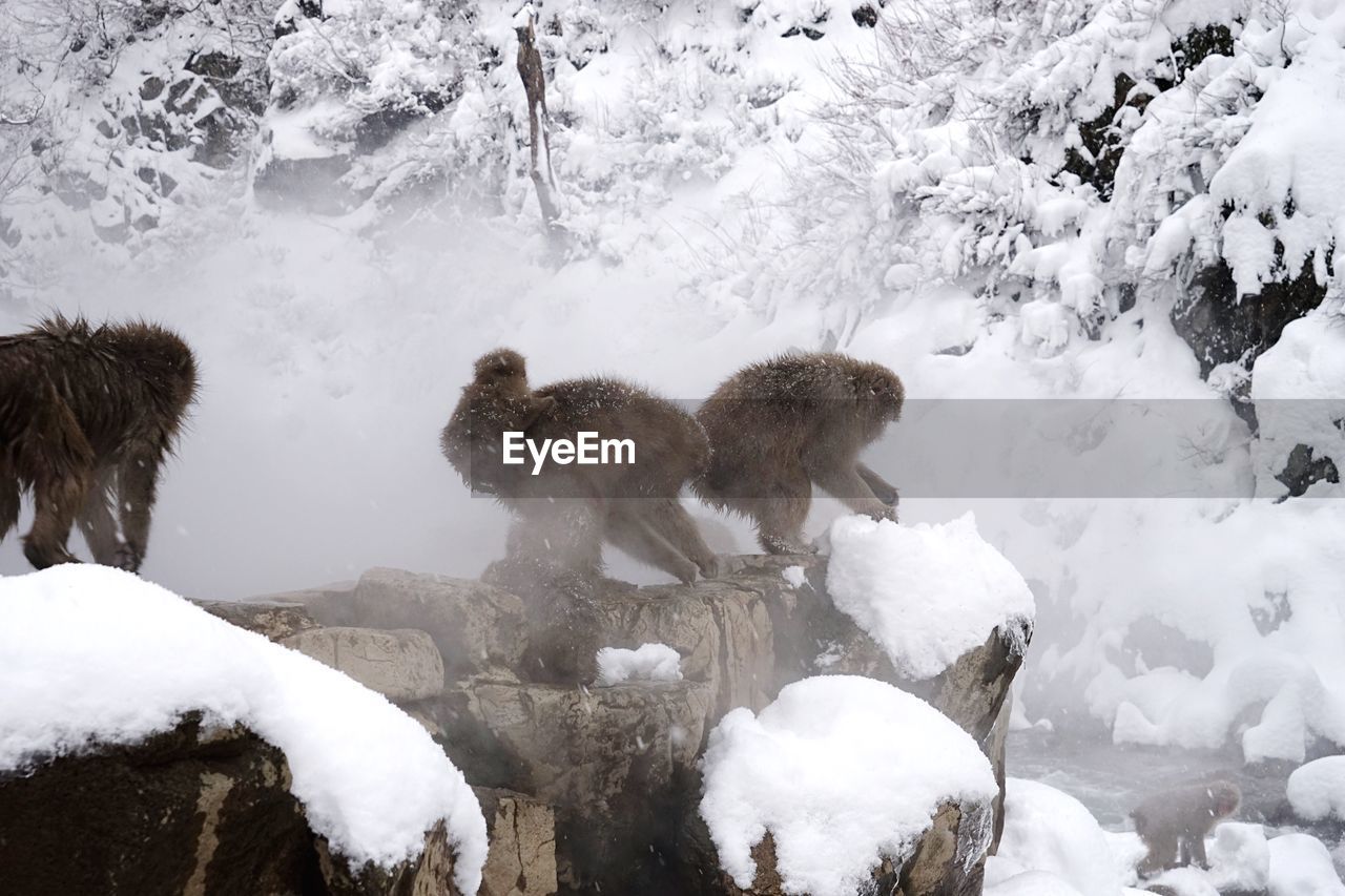 Monkeys on rock at hot spring during winter