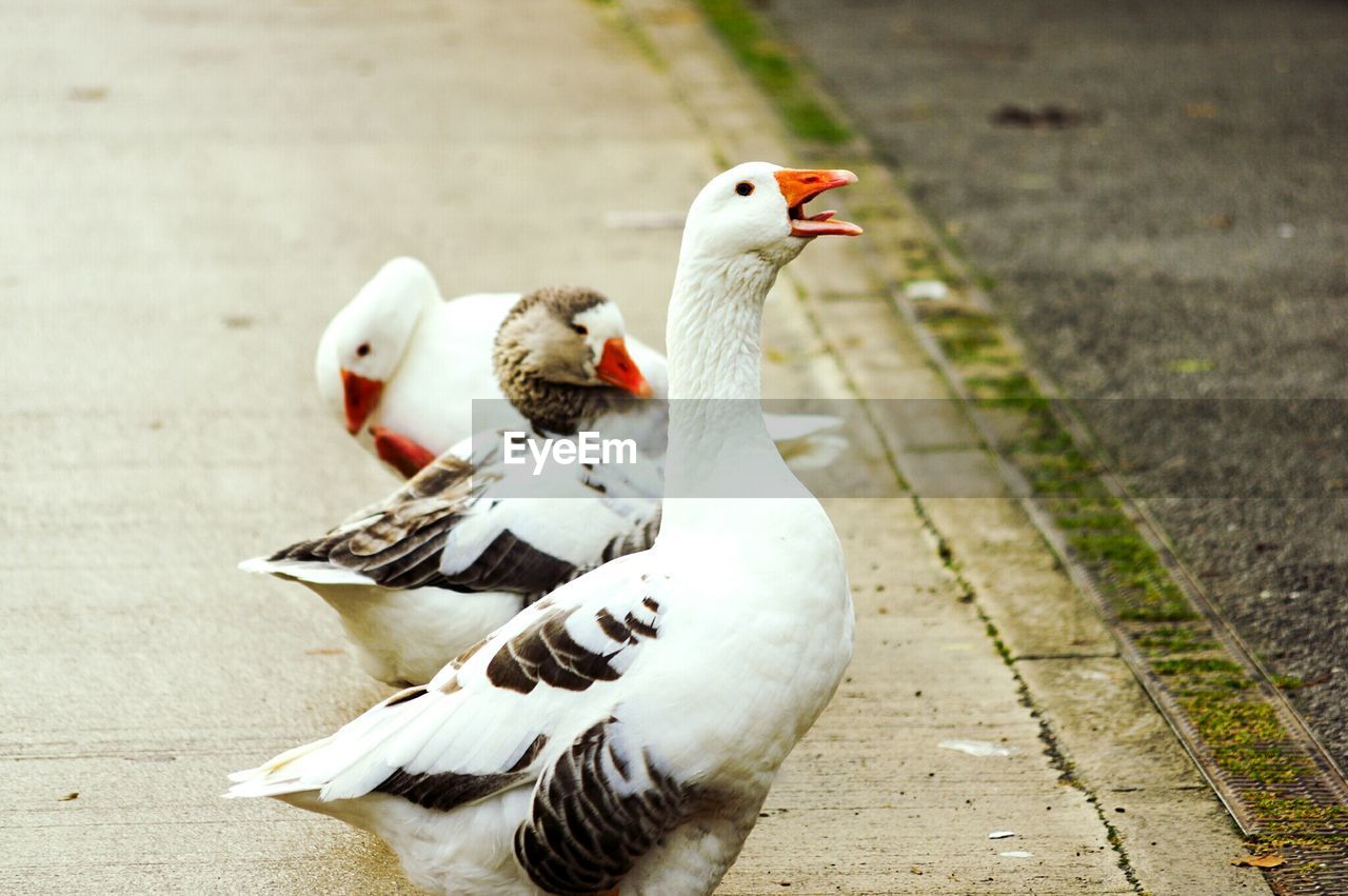 Geese on footpath