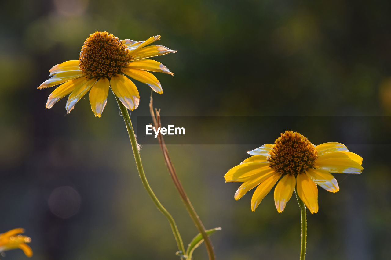 Close-up of flowers against blurred background