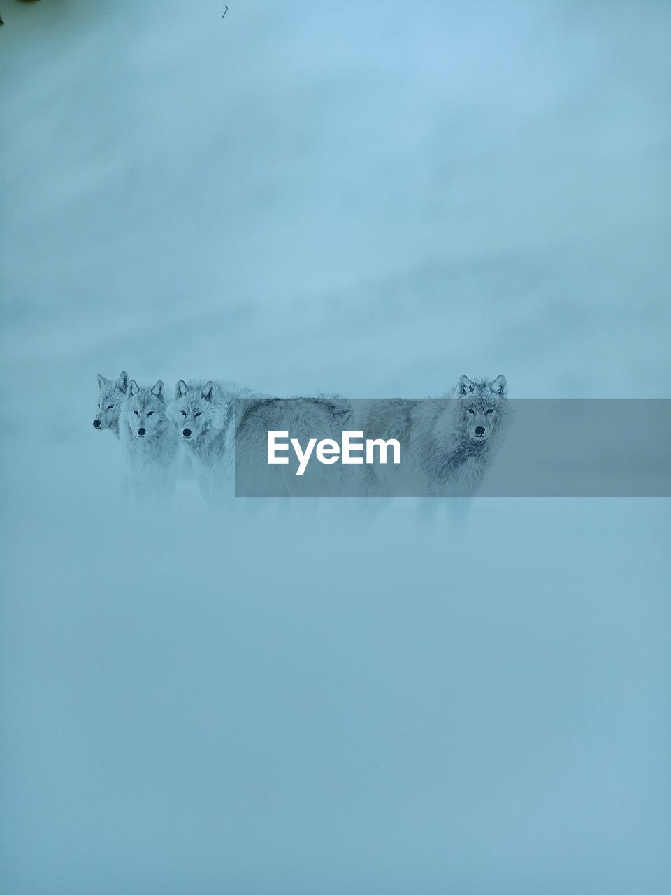 View of dogs in snow