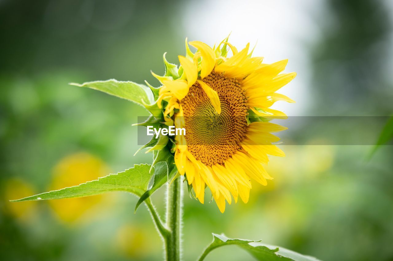 plant, flower, flowering plant, yellow, beauty in nature, sunflower, freshness, nature, flower head, close-up, macro photography, environment, landscape, fragility, growth, animal wildlife, petal, plant part, summer, leaf, plant stem, insect, no people, inflorescence, focus on foreground, green, animal, animal themes, outdoors, macro, rural scene, wildflower, land, social issues, springtime, vibrant color, sky, environmental conservation, field, multi colored, tranquility, sunlight, travel destinations, selective focus, botany, day, agriculture, one animal, extreme close-up, animal body part, travel, blossom