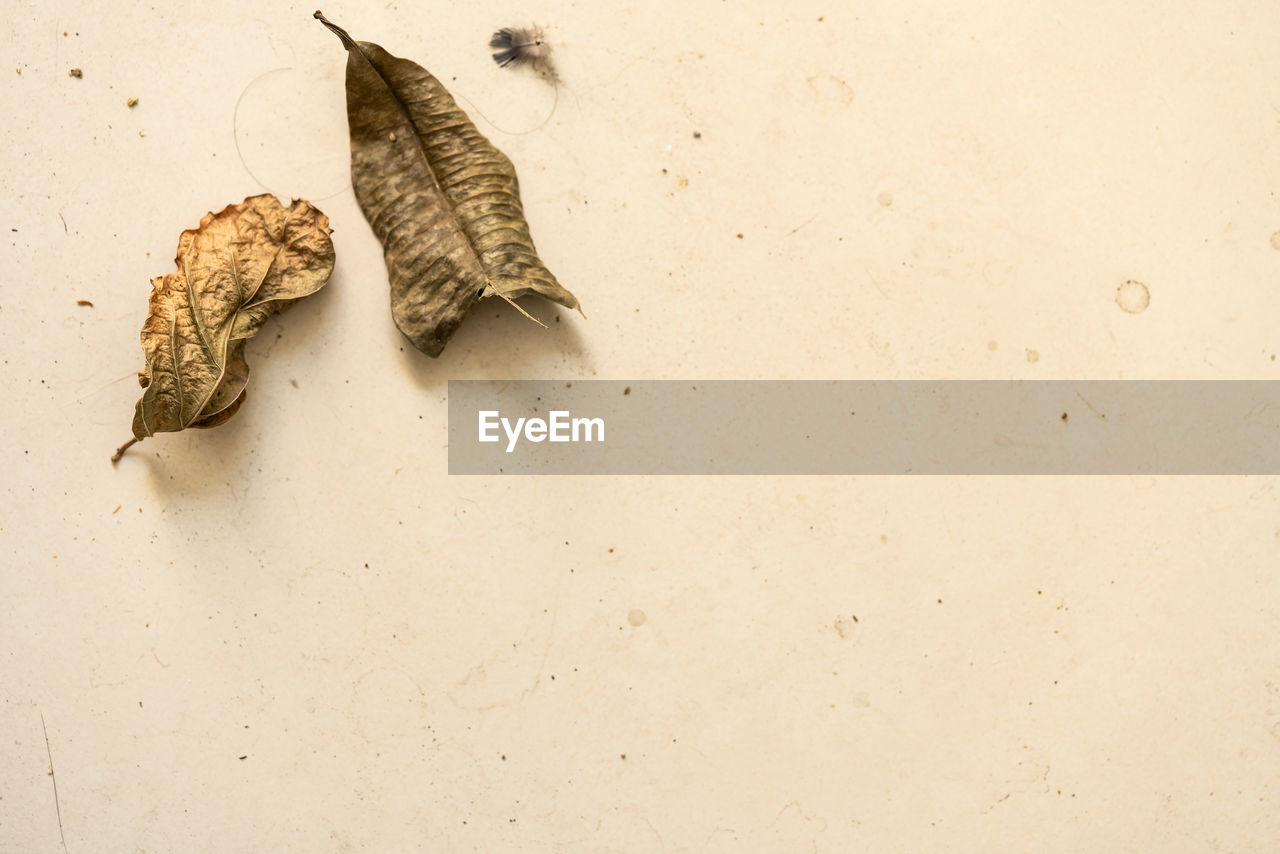 CLOSE-UP OF DRY LEAF ON WALL