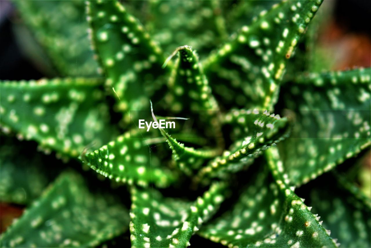 Close-up of plants