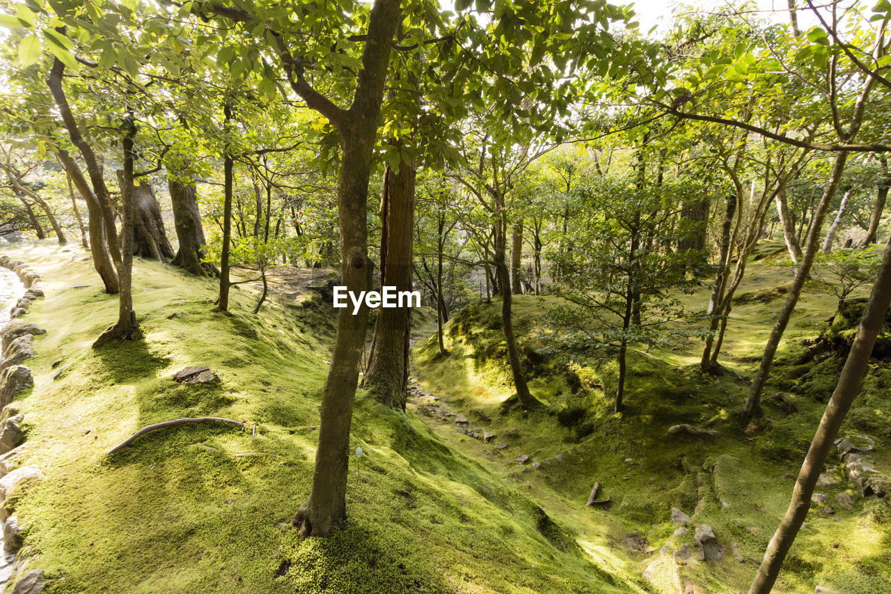 VIEW OF TREES IN FOREST