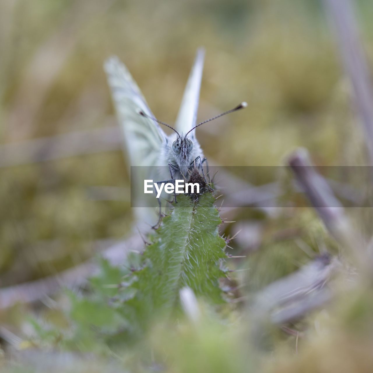 BUTTERFLY ON LEAF