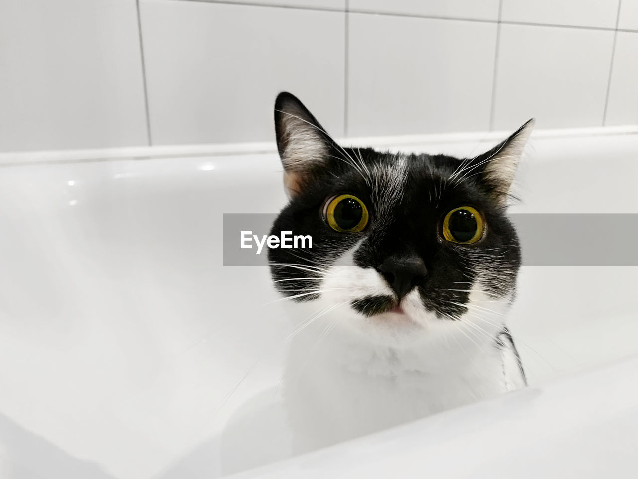 close-up of cat in bathtub