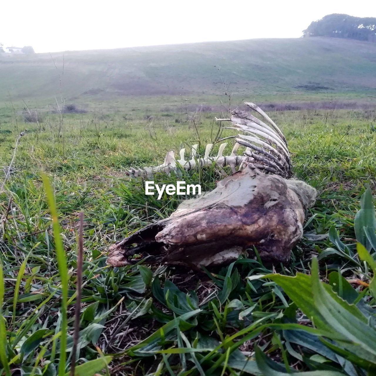 VIEW OF LIZARD ON FIELD