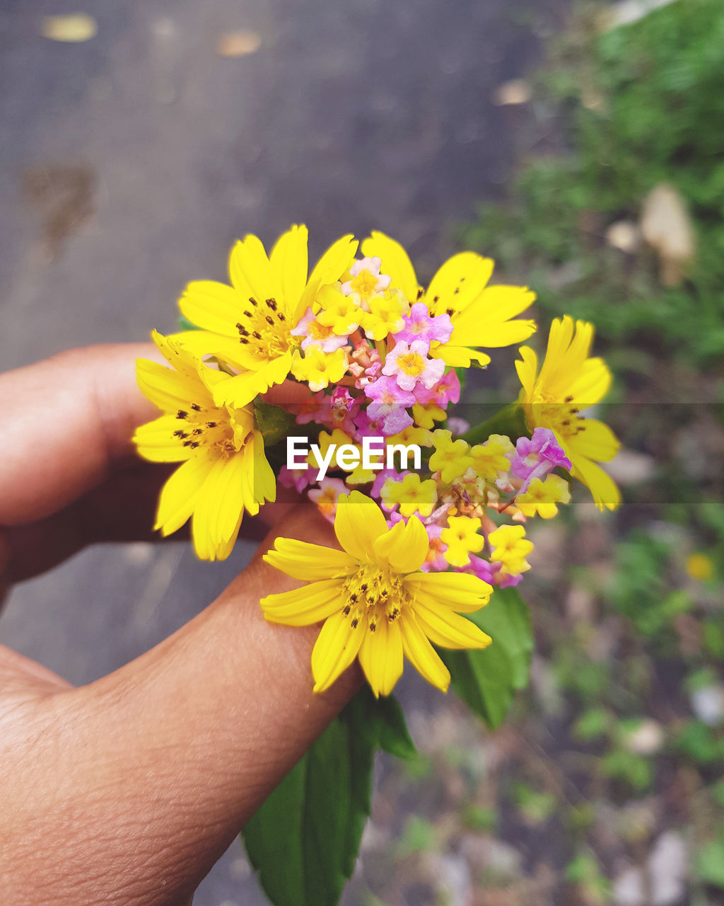 flower, flowering plant, yellow, hand, plant, freshness, one person, holding, fragility, beauty in nature, close-up, flower head, nature, personal perspective, focus on foreground, petal, inflorescence, day, outdoors, growth, women, macro photography, wildflower, adult, lifestyles, finger