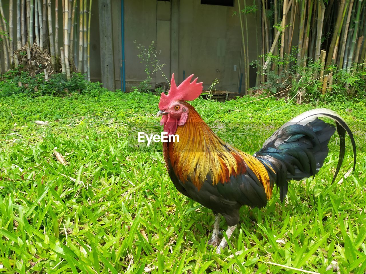 Rooster on field