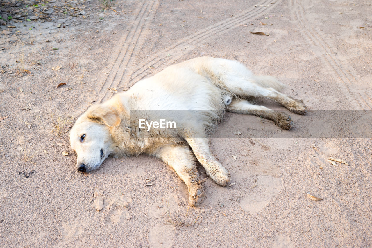 HIGH ANGLE VIEW OF DOG LYING ON SAND