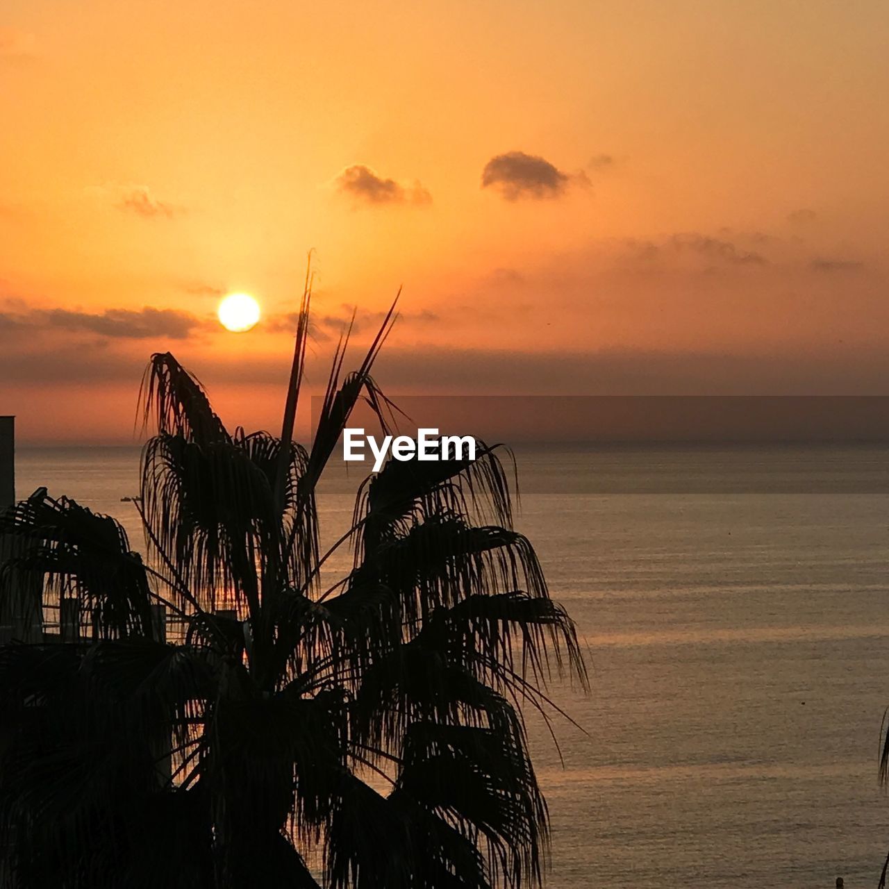 Silhouette plants at beach against sky during sunset