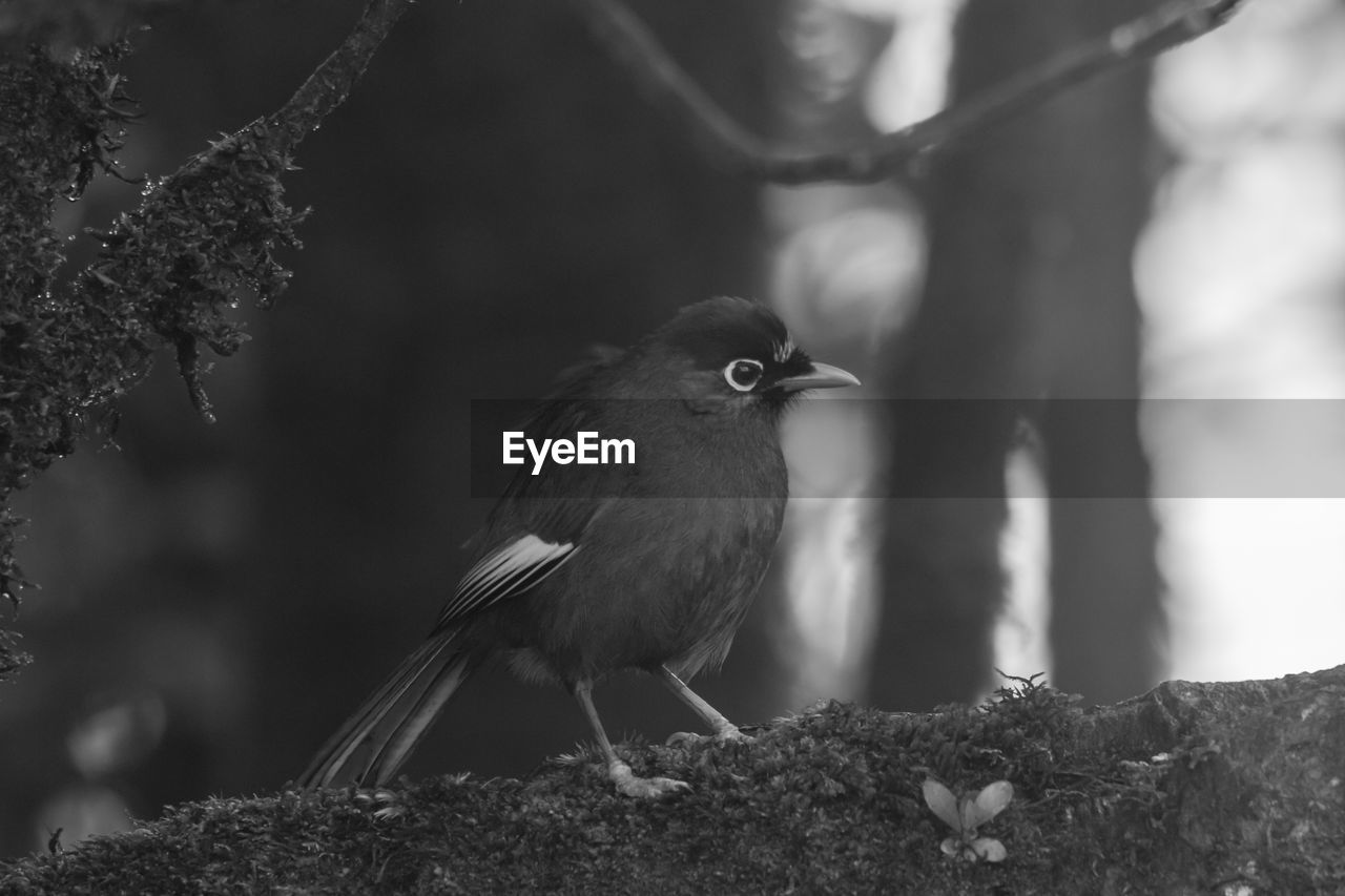 CLOSE-UP OF BIRD PERCHING ON TREE