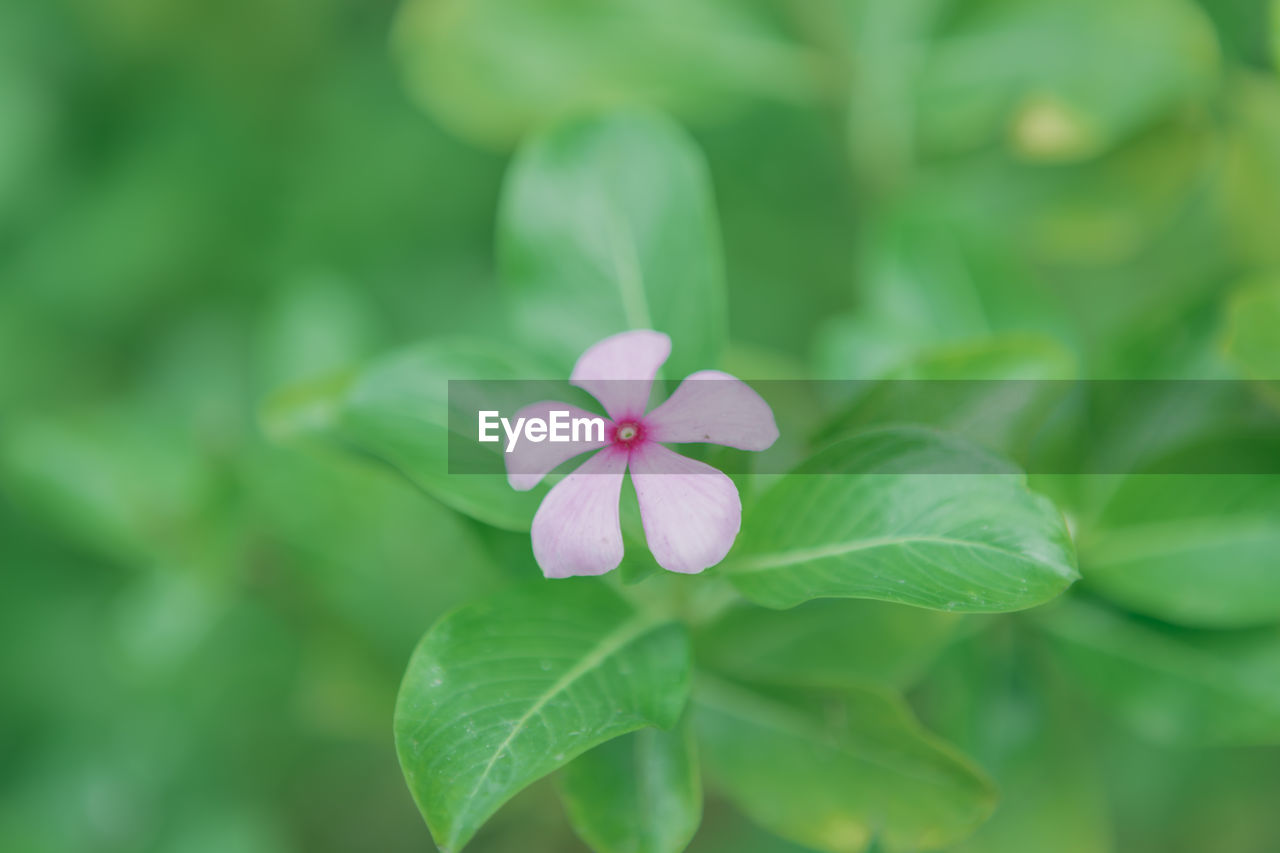 Close-up of purple flowering plant