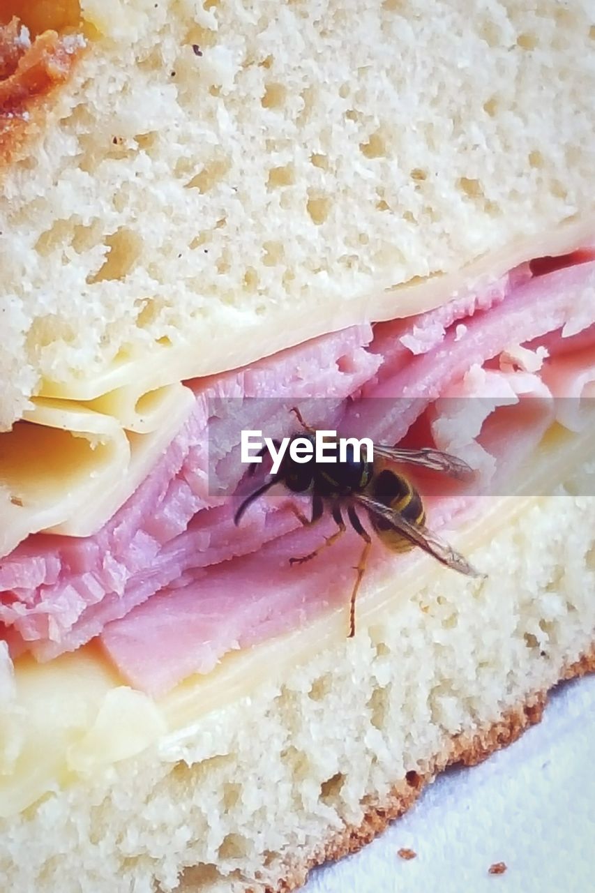 Close-up of wasp on ham sandwich