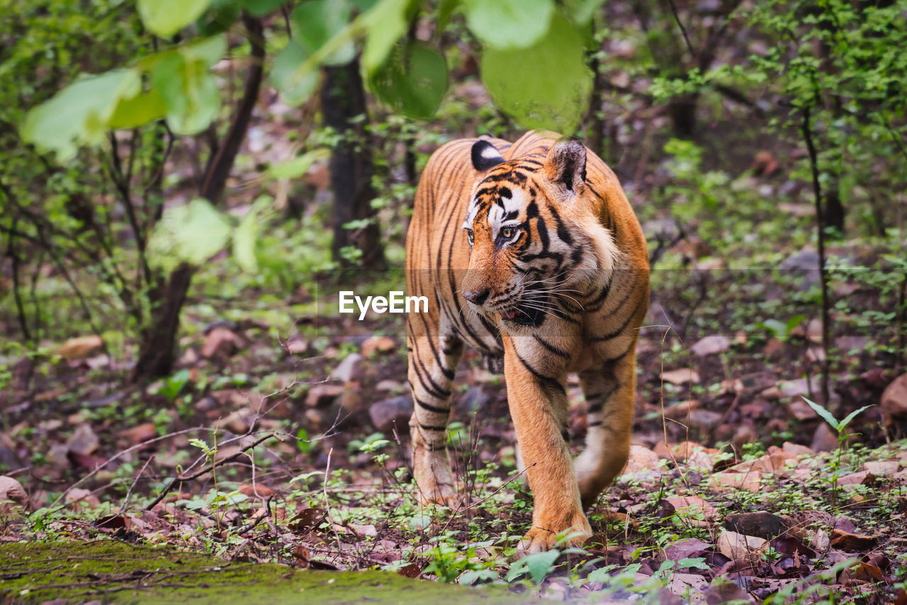 View of a tiger in ranthambhore national park