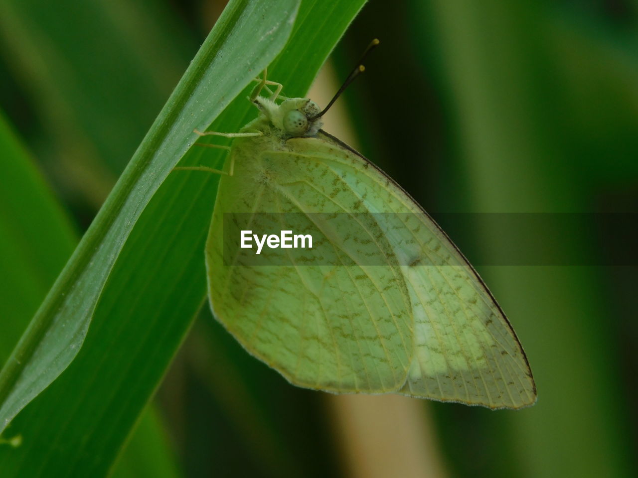 CLOSE-UP OF BUTTERFLY