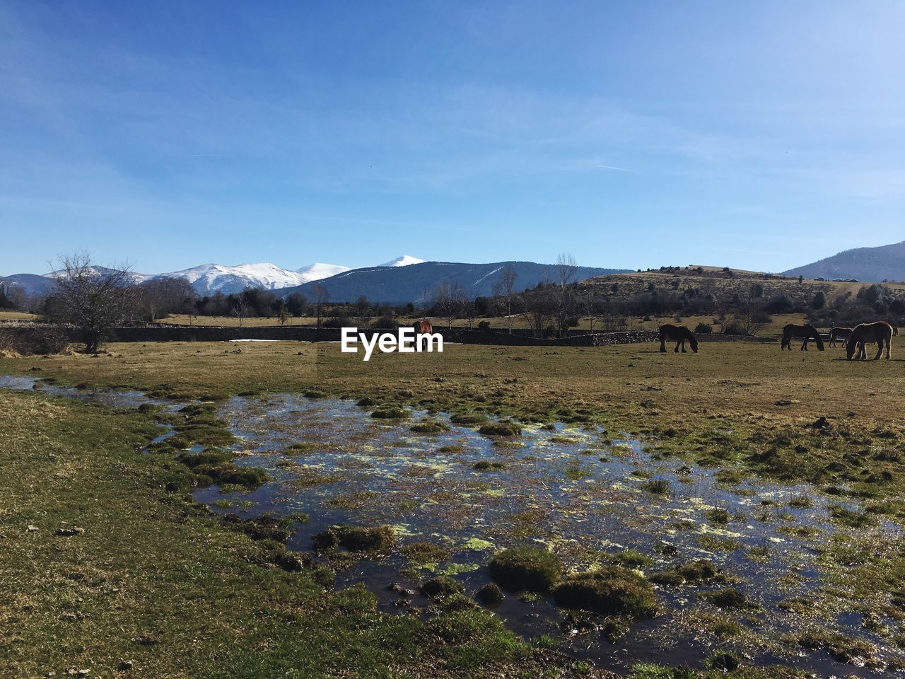 VIEW OF A FIELD AGAINST SKY