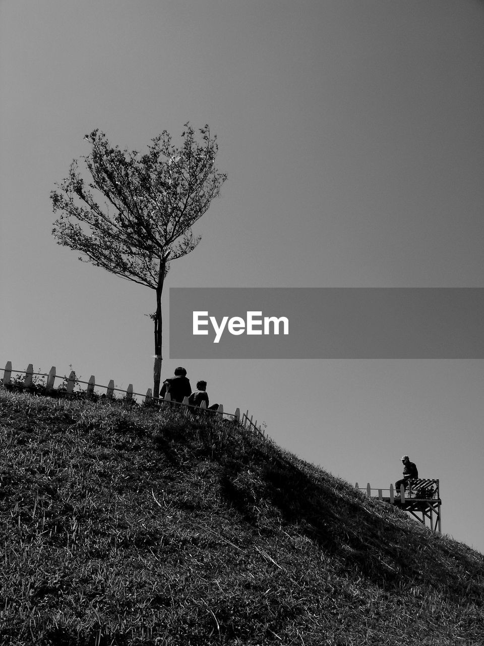 VIEW OF TREE ON FIELD AGAINST CLEAR SKY