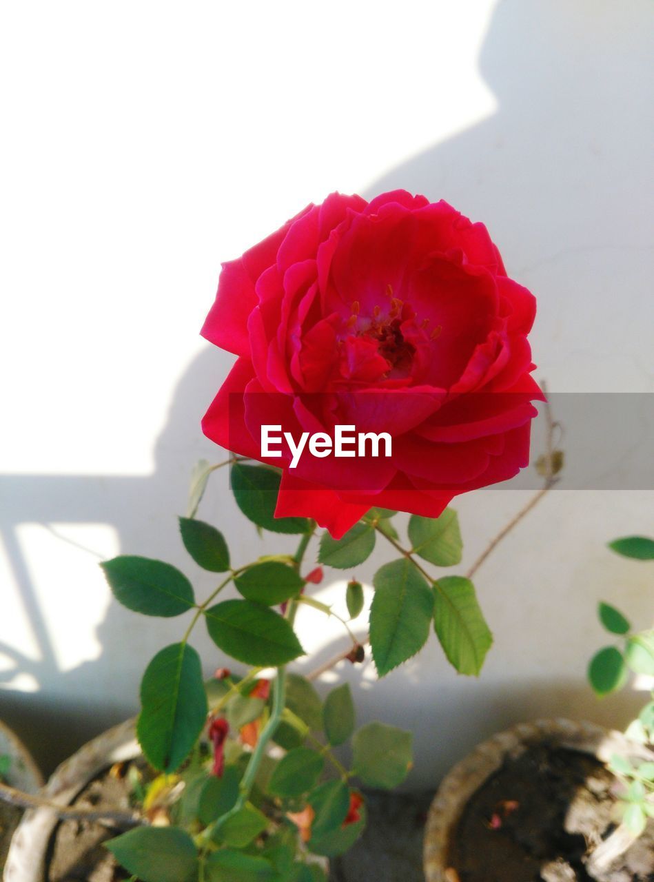 CLOSE-UP OF RED ROSE BLOOMING IN INDOORS