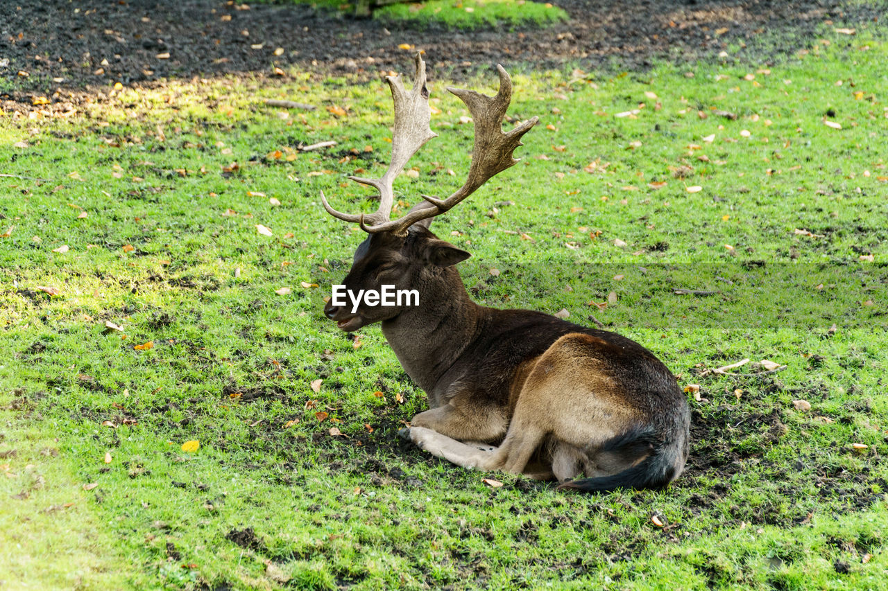 Deer relaxing in field